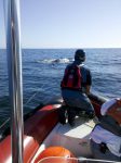 whale rescue 4-16-12