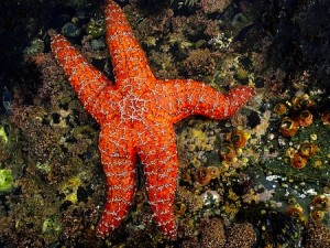 Photo by Glenn MurrayAn unusually large sea star in a rarely exposed tidepool.