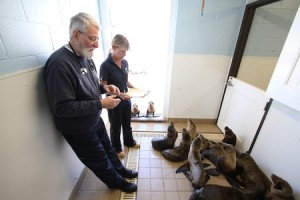 Dr. Richard Evans, PMMC veterinarian, and Michele Hunter, director of animal care, check an underweight but eager group of rescued sea lion pups. Photo by Edgar Obrand