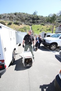 Dana Friedman, coastal animal services officer from San Clemente, brings in the 118th sickly sea lion pup Wednesday afternoon.