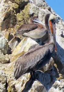 Brown pelicans on Catalina Island. Photo by Roger Kempler