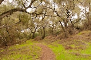 Quiet Trails Make Happy Hikers:  A lattice-lace canopy of coast live oaks in lower Mathis Canyon, Aliso and Wood Canyons Wilderness Park