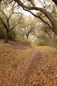 Fallen Leaves:  A crunchy path of prickly edged oak leaves.