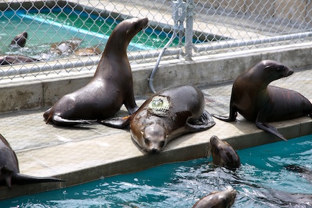 The center’s rescued sea lions will be monitored with a satellite tag after their release, which scientists hope will solve the mystery of starving pups.