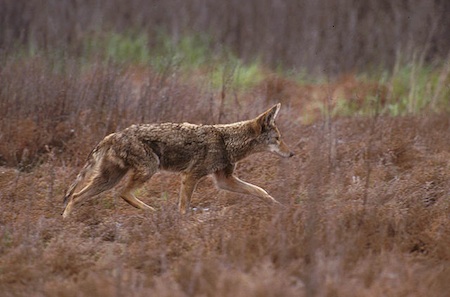 2 col eye on nature coyote 640px-Canis_latrans_walking