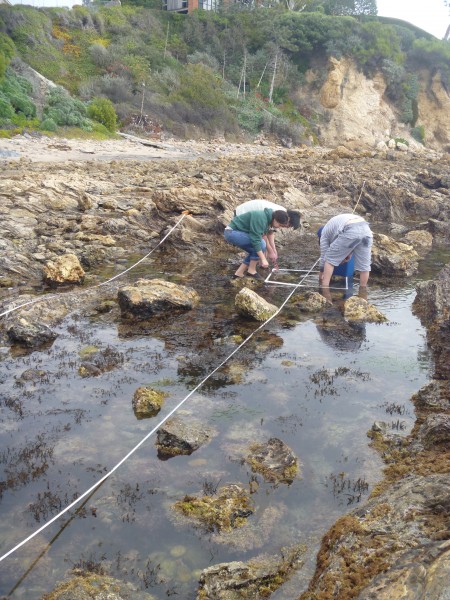 Jayson Smith’s students studying the invasive seaweed at Little Corona last year in Newport Beach.