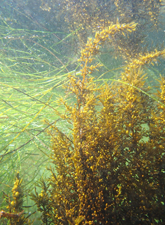 Sargassum proliferates in Laguna’s rocky tidepools.