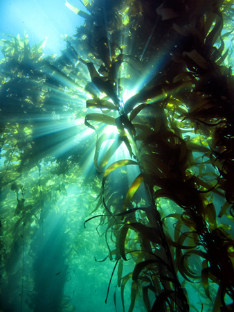 Second place underwater winner Jean-Yves Couleaud captured the kelp forest 500 yards from Heisler Park on Jan. 11.