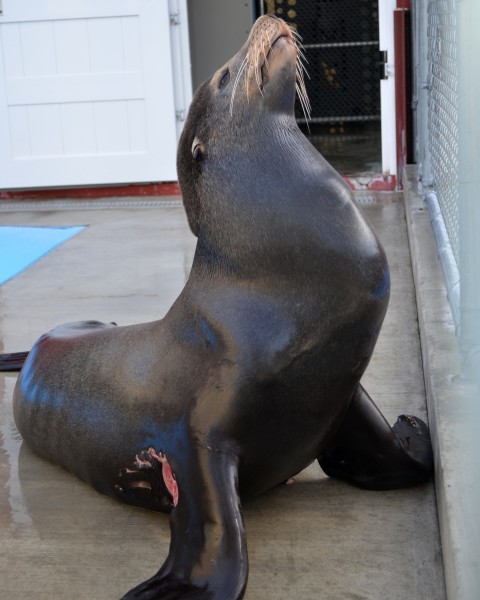 Bruce, a shark-bit sea lion  under treatment.