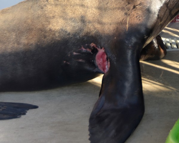Visible teeth marks around Bruce's flipper. 