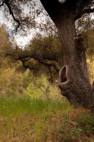 Oak in Emerald Canyon