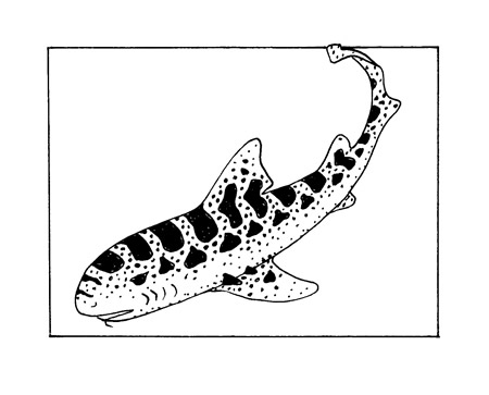 The leopard shark