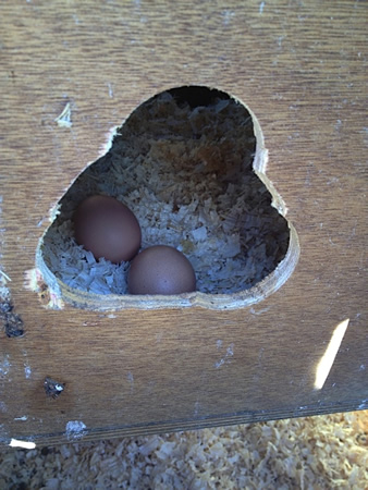 A cutout reveals locally produced eggs by chickens in Mary Deluca's coop.
