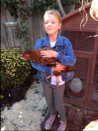 A visitor to Amy Jackson’s coop on Jasmine Street finds a new friend. Photo by Chris Prelitz