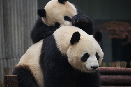 Giant pandas who make their home at a research center in China. Photo by Tamara Wong. 
