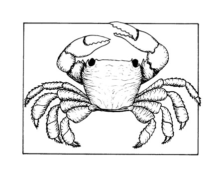 the shore crab, Pachygrapsus crassipes.