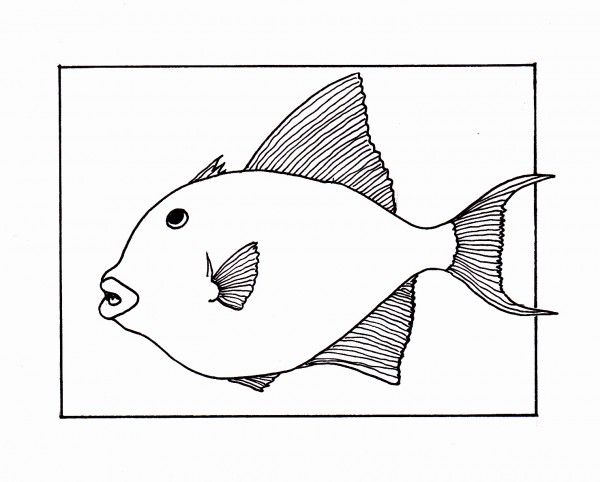 Finescal Triggerfish