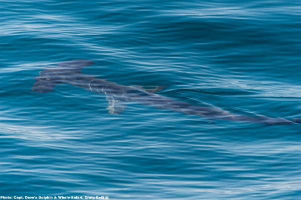 Hammerhead shark seen during Captain Dave's Dolphin and Whale Watching Safari in Dana Point, California
