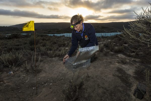Debra Shier, associate director of the San Diego Zoo Institute for Conservation Research, releases Pacific pocket mice in the Laguna Coast Wilderness Park to establish the fourth population of the species in the region. 
