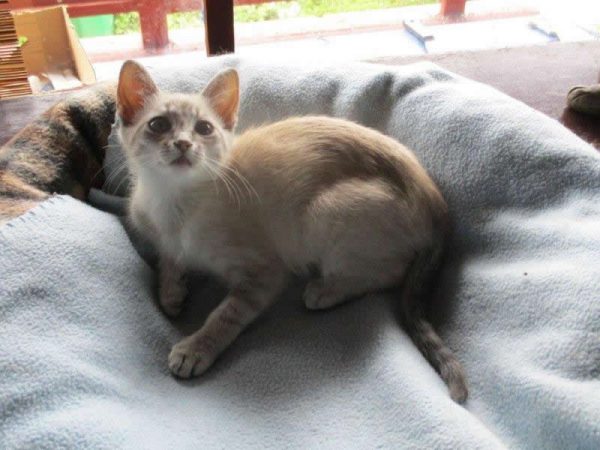 Thais Askenasy seeks a home for a Siamese mix kitten. Askenasy is hoping for a multi-cat household and asks $100 to cover costs, which include spaying and shots. Cat seekers should call 494-0312.