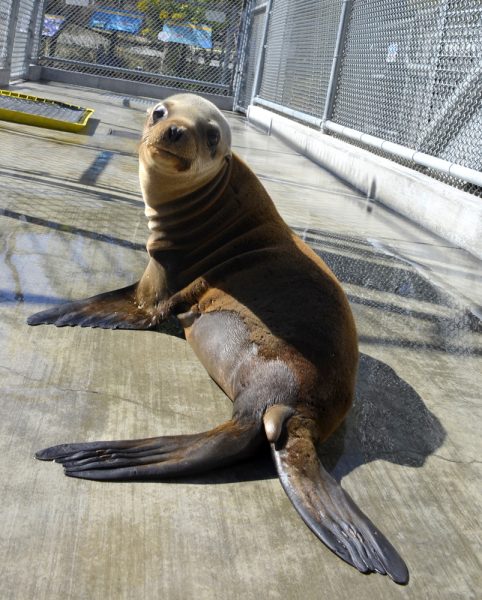 Struggles is recuperating at the Pacific Marine Mammal Center in Laguna Beach.