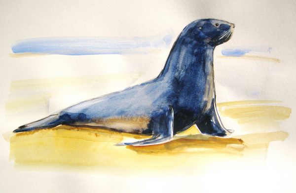 Sketch a sea lion in watercolor at workshop with Mike Tauber. 