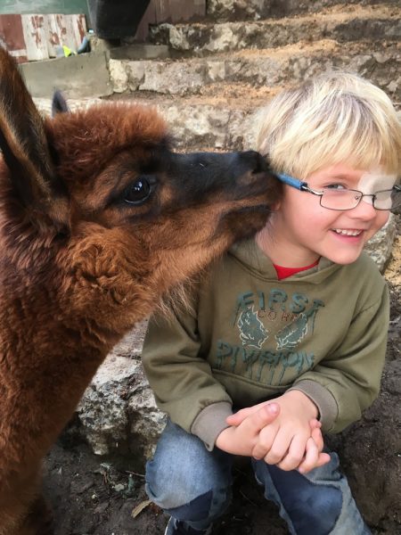 Anneliese student Maxim Silyaev receives the attention of a pet alpaca at the school. 