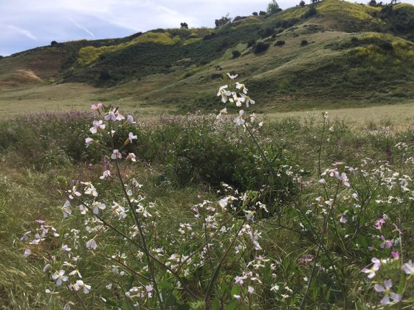 Expect to see wild flowers in bloom such as these in nearby Aliso Wood Canyon. 
