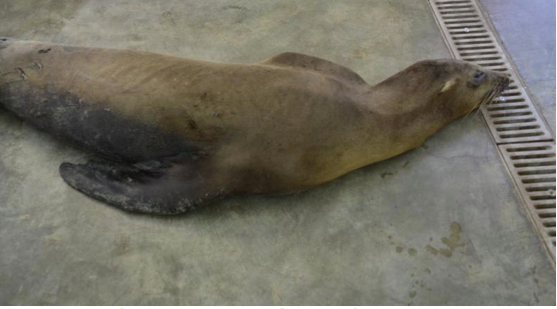 The injured sea lion resting in the center’s ICU pen on Wednesday is later put down due to the nature of his injuries. 