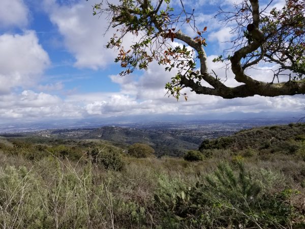 A view of the preserved land from Top of the World in the Laguna Beach greenbelt. Photo by Charles Michael Murray 
