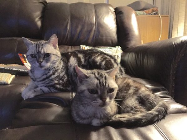 Sara  Nuss-Galles' cats, Mini and Emma
