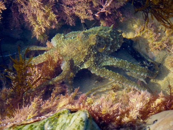 One of the tidepools’ most popular sights, the two-spot octopus.