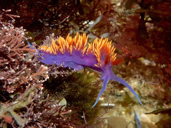 The flamenco-hot colors of the quills of the miniscule Spanish Shawl nudibranch (naked gills; a type of sea hare).